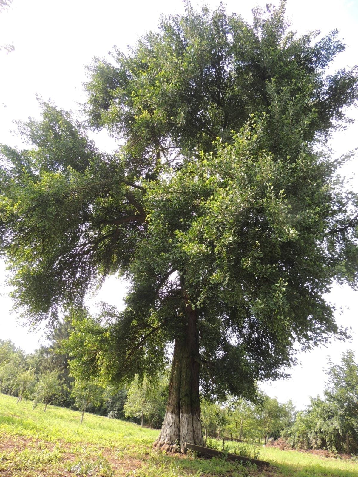 Metasequoia - 245 de ani